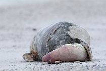 Seit etwa 1990 suchen Kegelrobben wieder die Strände der Helgoländer Düne auf. Von November bis Februar, mit dem Höhepunkt Ende November/Anfang Dezember, werden dort zahlreiche Kegelrobben geboren.