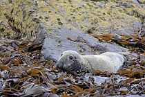 Im Gebiet der Farne Inseln im Nordosten Englands leben zahlreiche Kegelrobben. Oft sieht der Besucher einige auf den Klippen ruhend. 