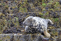 Im Gebiet der Farne Inseln im Nordosten Englands leben zahlreiche Kegelrobben. Oft sieht der Besucher einige auf den Klippen ruhend. 