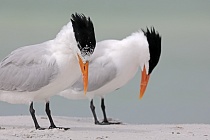 Diese prächtige Seeschwalbe ist an den Küsten Floridas häufig anzutreffen.