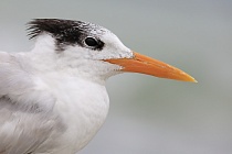 Diese prächtige Seeschwalbe ist an den Küsten Floridas häufig anzutreffen.