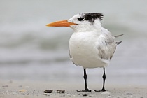 Diese prächtige Seeschwalbe ist an den Küsten Floridas häufig anzutreffen.