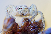 Krabbenspinne