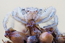 Krabbenspinne