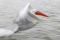 Krauskopfpelikan Pelecanus crispus Dalmatian Pelican
