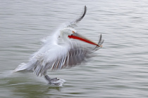 Krauskopfpelikan Pelecanus crispus Dalmatian Pelican