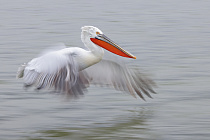 Krauskopfpelikan Pelecanus crispus Dalmatian Pelican