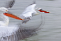 Krauskopfpelikan Pelecanus crispus Dalmatian Pelican
