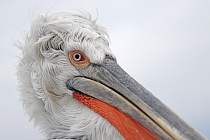 Krauskopfpelikan Pelecanus crispus Dalmatian Pelican