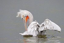 Krauskopfpelikan Pelecanus crispus Dalmatian Pelican