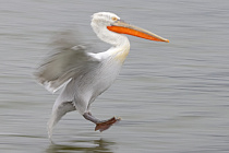 Krauskopfpelikan Pelecanus crispus Dalmatian Pelican