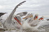 Krauskopfpelikan Pelecanus crispus Dalmatian Pelican