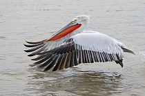Krauskopfpelikan Pelecanus crispus Dalmatian Pelican