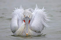 Krauskopfpelikan Pelecanus crispus Dalmatian Pelican