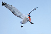 Krauskopfpelikan Pelecanus crispus Dalmatian Pelican Kerkini Griechenland Greece