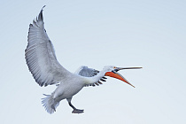 Krauskopfpelikan Pelecanus crispus Dalmatian Pelican