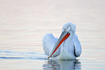 Krauskopfpelikan Pelecanus crispus Dalmatian Pelican