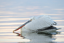 Krauskopfpelikan Pelecanus crispus Dalmatian Pelican