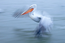 Krauskopfpelikan Pelecanus crispus Dalmatian Pelican