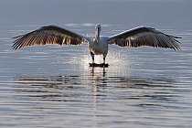 Krauskopfpelikan Pelecanus crispus Dalmatian Pelican