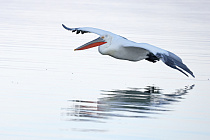 Krauskopfpelikan Pelecanus crispus Dalmatian Pelican