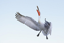 Krauskopfpelikan Pelecanus crispus Dalmatian Pelican