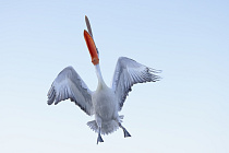 Krauskopfpelikan Pelecanus crispus Dalmatian Pelican