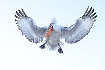 Krauskopfpelikan Pelecanus crispus Dalmatian Pelican
