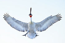 Krauskopfpelikan Pelecanus crispus Dalmatian Pelican