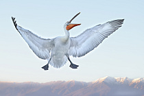 Krauskopfpelikan Pelecanus crispus Dalmatian Pelican