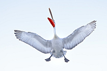 Krauskopfpelikan Pelecanus crispus Dalmatian Pelican