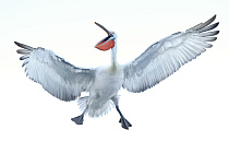 Krauskopfpelikan Pelecanus crispus Dalmatian Pelican