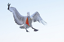 Krauskopfpelikan Pelecanus crispus Dalmatian Pelican