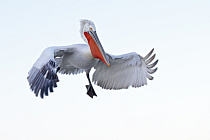 Krauskopfpelikan Pelecanus crispus Dalmatian Pelican