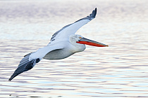 Krauskopfpelikan Pelecanus crispus Dalmatian Pelican