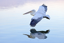 Krauskopfpelikan Pelecanus crispus Dalmatian Pelican