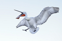 Krauskopfpelikan Pelecanus crispus Dalmatian Pelican