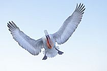 Krauskopfpelikan Pelecanus crispus Dalmatian Pelican