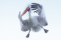 Krauskopfpelikan Pelecanus crispus Dalmatian Pelican