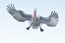 Krauskopfpelikan Pelecanus crispus Dalmatian Pelican