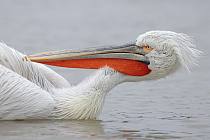 Krauskopfpelikan Pelecanus crispus Dalmatian Pelican