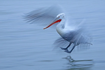 Krauskopfpelikan Pelecanus crispus Dalmatian Pelican