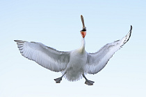 Krauskopfpelikan Pelecanus crispus Dalmatian Pelican
