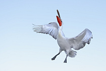 Krauskopfpelikan Pelecanus crispus Dalmatian Pelican