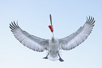 Krauskopfpelikan Pelecanus crispus Dalmatian Pelican