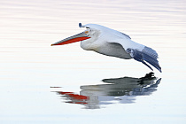 Krauskopfpelikan Pelecanus crispus Dalmatian Pelican