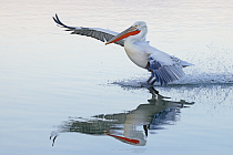 Krauskopfpelikan Pelecanus crispus Dalmatian Pelican