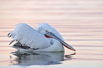 Krauskopfpelikan Pelecanus crispus Dalmatian Pelican