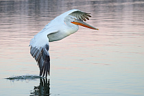 Krauskopfpelikan Pelecanus crispus Dalmatian Pelican