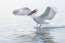 Krauskopfpelikan Pelecanus crispus Dalmatian Pelican